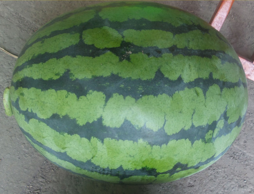 甜王西瓜